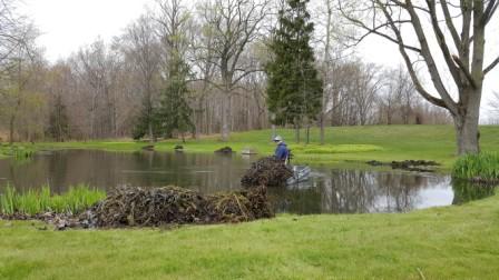 pond-weeds-piles-of-parrots-feather